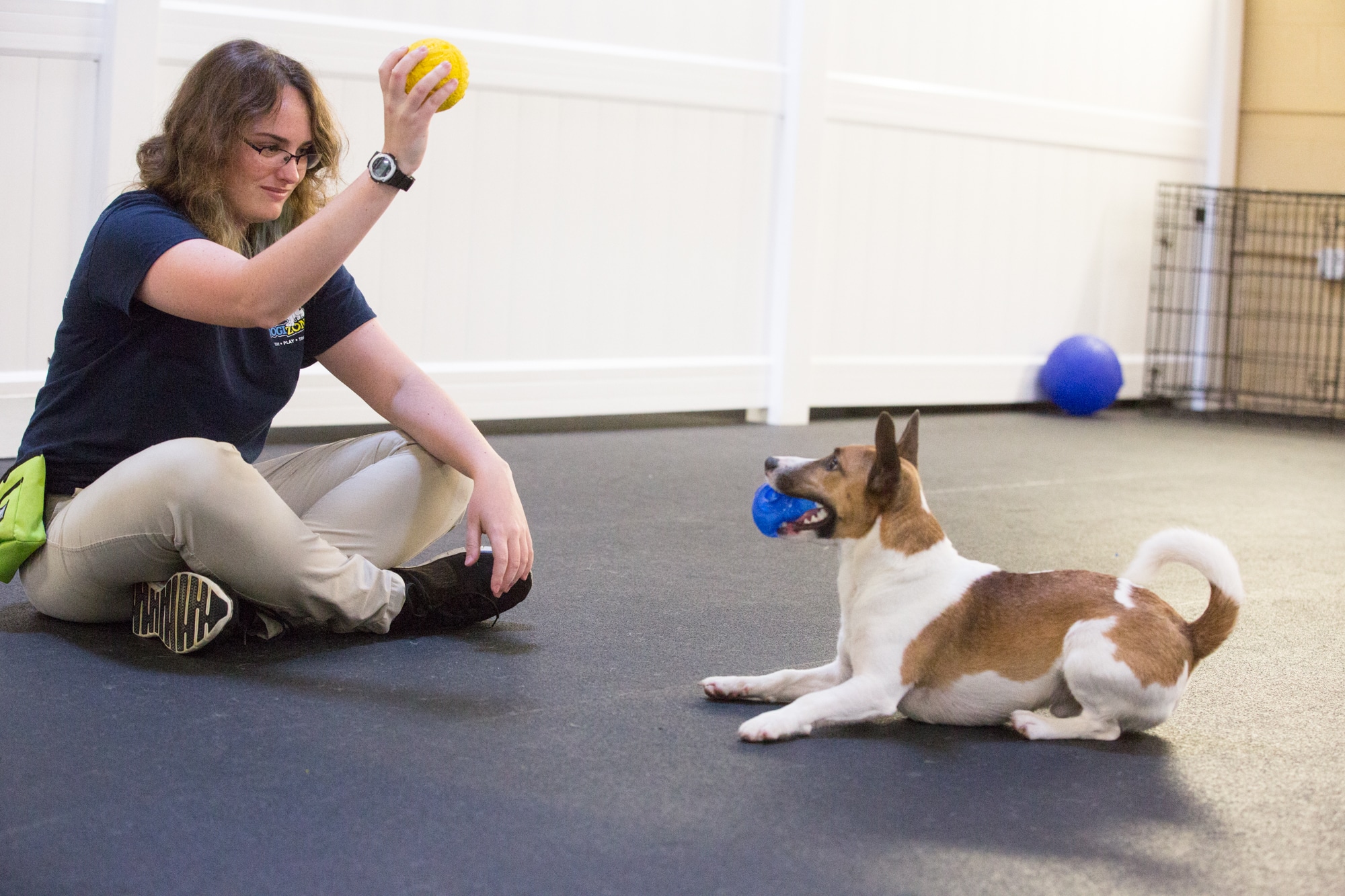 Dog Boarding in Rockville, MD DogiZone