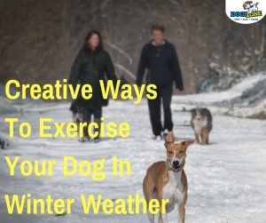 exercising your dog in the winter