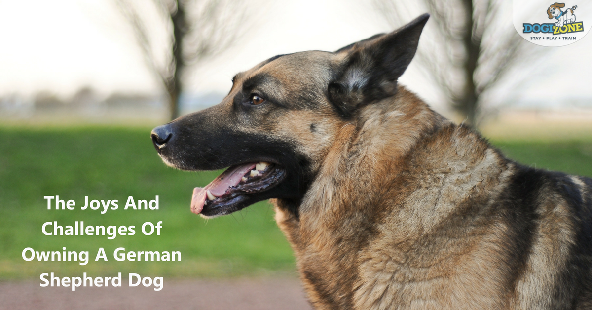 Owning A German Shepherd Dog 