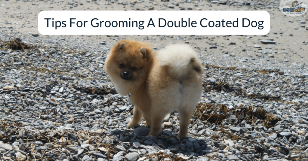 Grooming a Double Coated Dog Here Are Some Tips