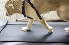 DogiZone | Dog Boarding, Dog Training, Dog Daycare | Rockville MD