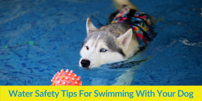 Swimming Dogs: Water Hazard and Safety Tips · The Wildest