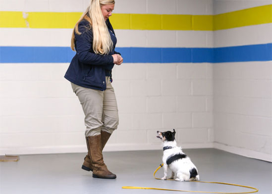 private dog training lessons