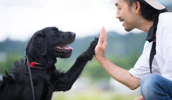 Man giving a dog a high five