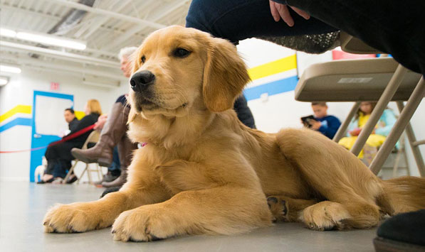 Young dog in obedience class