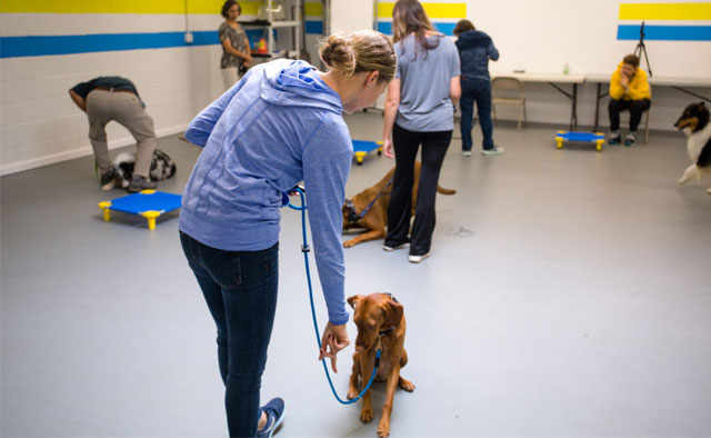 dogs in basic obedience class