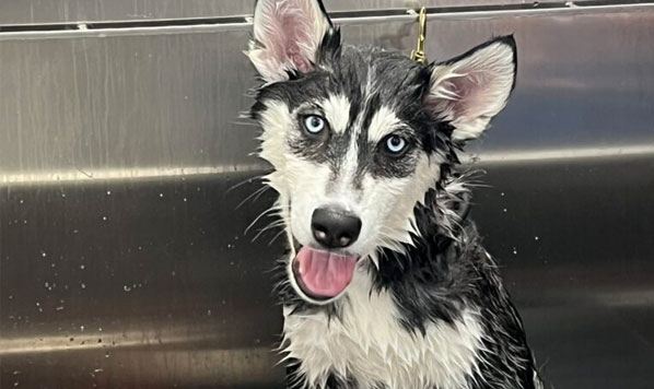 Husky getting washed