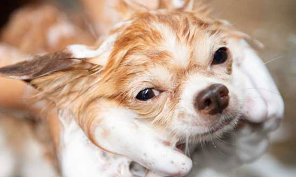 Dog getting a bath