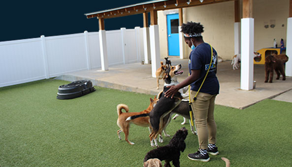 Staff with dogs in boarding