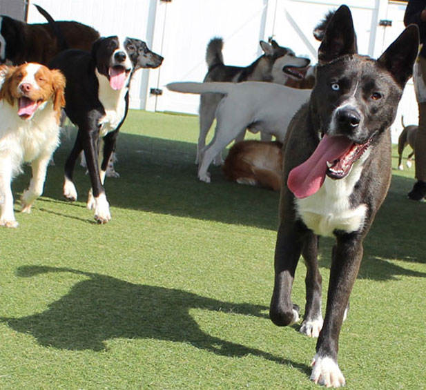 group of happy dogs in daycare