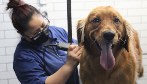 happy dog being groomed