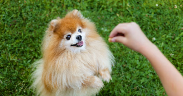 Small dog being trained