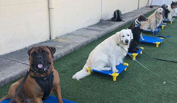 dogs in group training