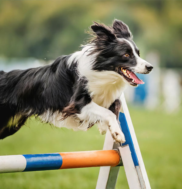 dog running a training course