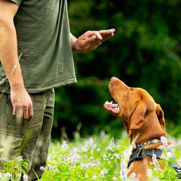 Private dog training session