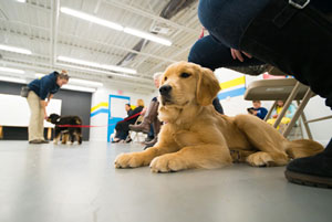 puppies in group training