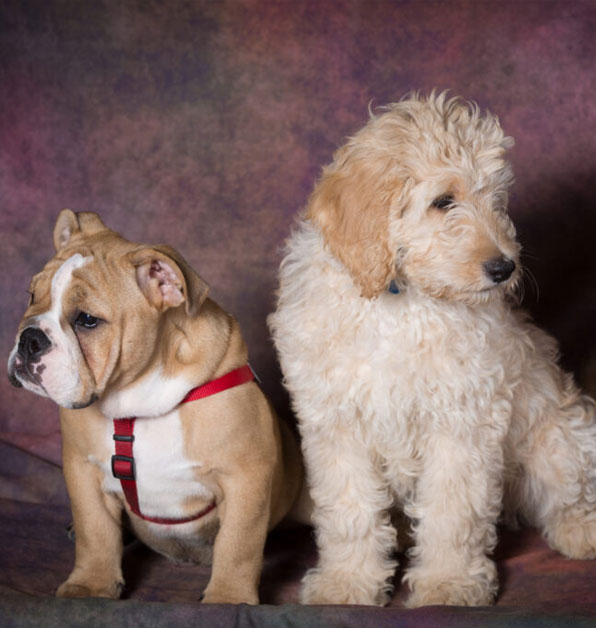 two small puppies being trained