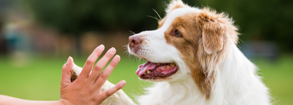 person giving a dog a high five