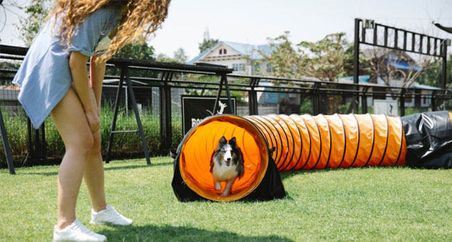 dog running through a training course