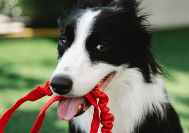 dog holding a leash