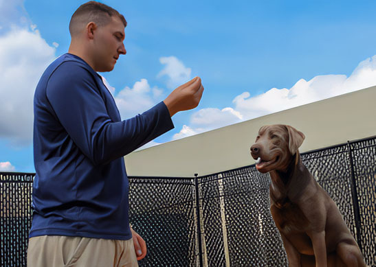 Dog trainer working with a dog