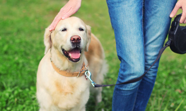 happy dog walking beside owner