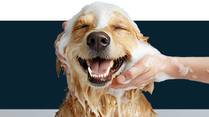 happy dog getting a bath